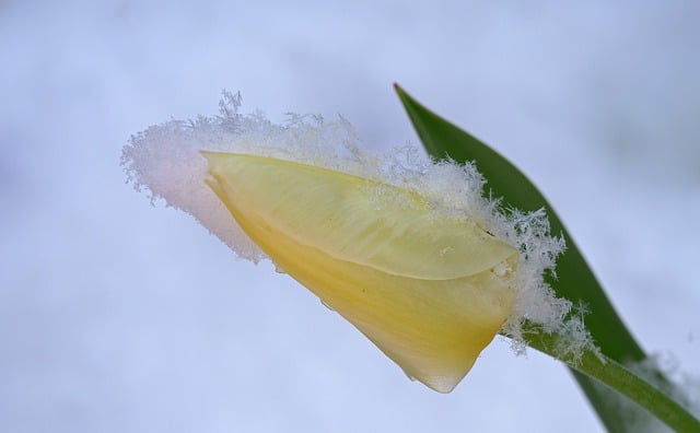 Free download flower tulip snow snow crystals free picture to be edited with GIMP free online image editor