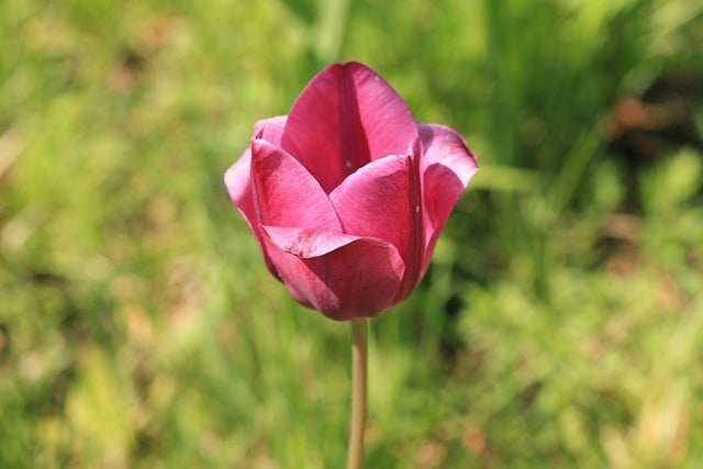 Free download flower tulip spring petals flora free picture to be edited with GIMP free online image editor