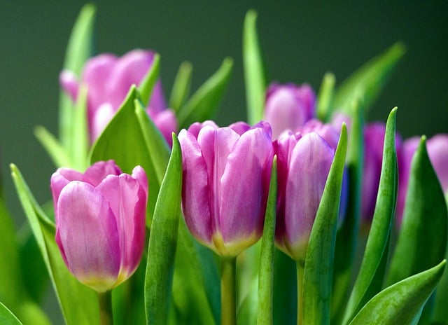 Free download flower tulips spring blossom bloom free picture to be edited with GIMP free online image editor