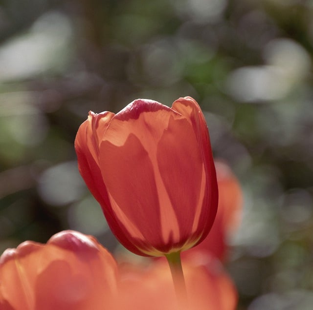 Free download flower tulips spring red tulip free picture to be edited with GIMP free online image editor