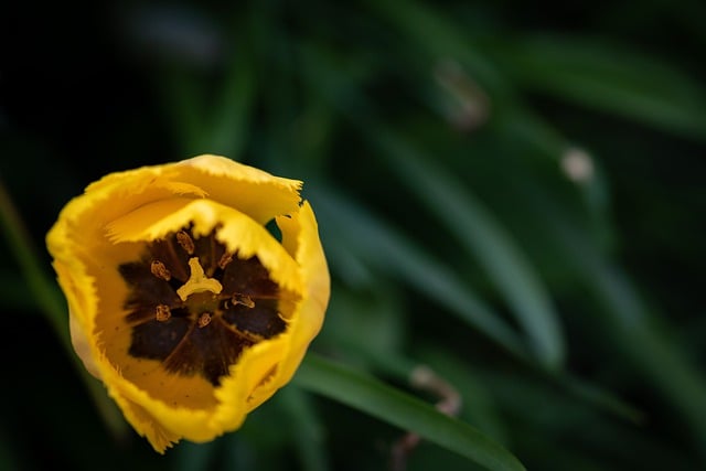 Free download flower tulip yellow tulip free picture to be edited with GIMP free online image editor