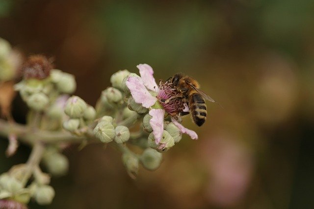 Free download Flower Uk Insect -  free photo or picture to be edited with GIMP online image editor