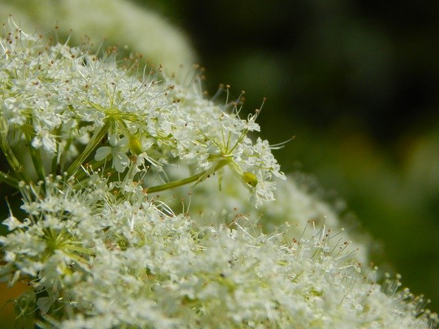 Free download Flower Umbel White Blossom -  free photo or picture to be edited with GIMP online image editor