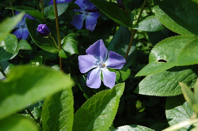 Free download Flower Violet Green -  free photo or picture to be edited with GIMP online image editor