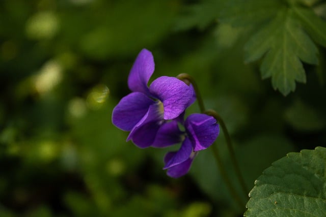 Free download flower violet purple wood violet free picture to be edited with GIMP free online image editor