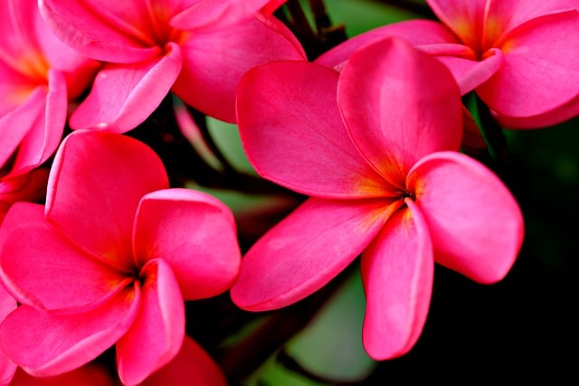 Free download flower wallpaper plumeria flowers free picture to be edited with GIMP free online image editor