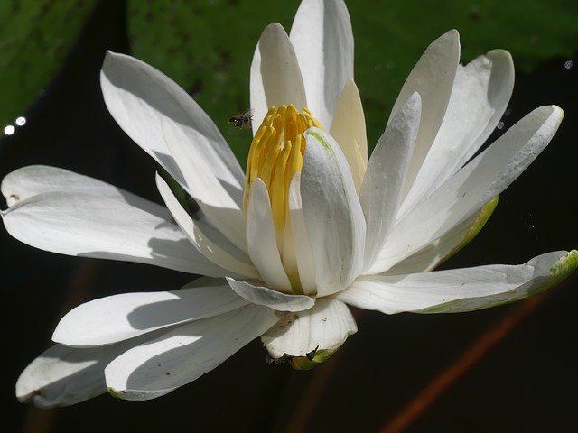 Free download Flower Water Lily Pond -  free photo or picture to be edited with GIMP online image editor