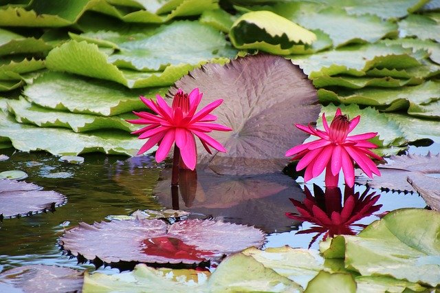 Free download Flower Water Lily Red -  free photo or picture to be edited with GIMP online image editor