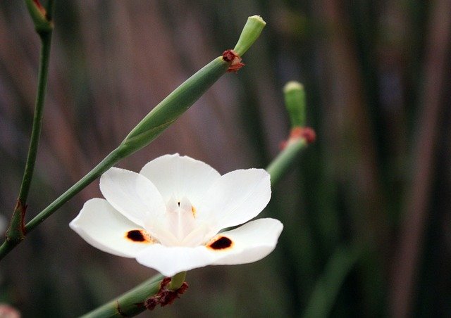 Free download Flower White Blur Background -  free photo or picture to be edited with GIMP online image editor