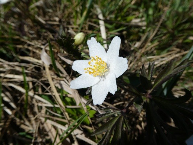 Free download Flower White Flora Forest -  free photo or picture to be edited with GIMP online image editor