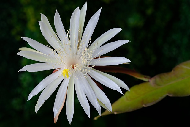 Free download flower white flower garden bloom free picture to be edited with GIMP free online image editor