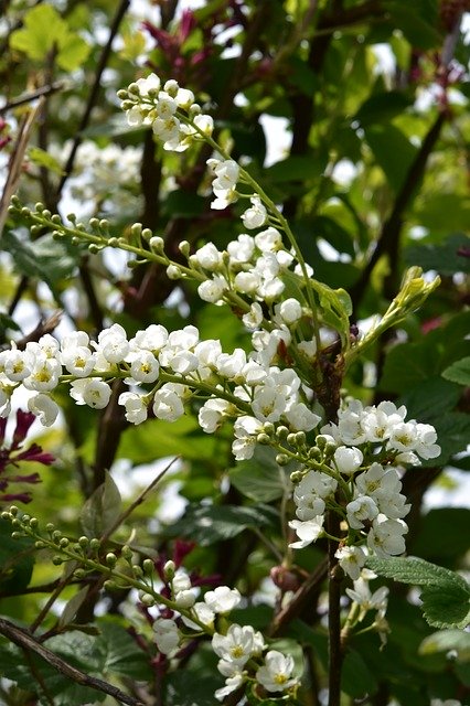 Free download Flower White Flowers Branches -  free photo or picture to be edited with GIMP online image editor