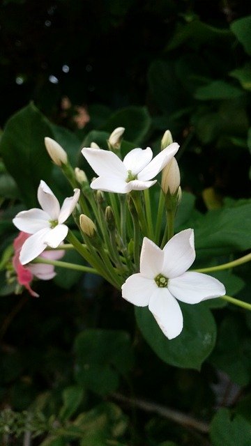 Free download Flower White Flowers Ornamental -  free photo or picture to be edited with GIMP online image editor