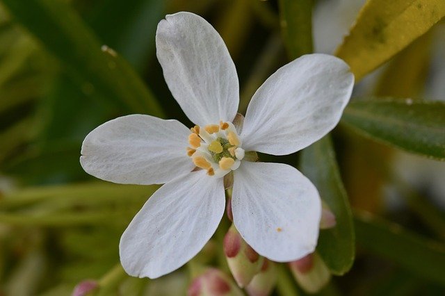 Free download Flower White Flowers Petals -  free photo or picture to be edited with GIMP online image editor