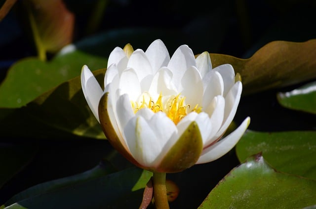 Free download flower white flower water lily free picture to be edited with GIMP free online image editor