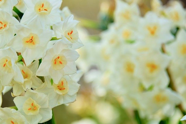 Free download Flower White Narcissus -  free photo or picture to be edited with GIMP online image editor