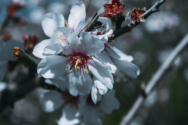 Free download Flower White Nature free photo template to be edited with GIMP online image editor