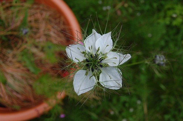 Free download Flower White Nigella -  free photo or picture to be edited with GIMP online image editor