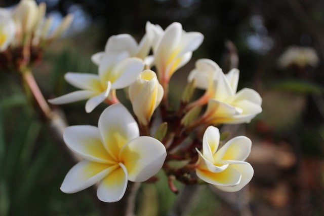 Free download Flower White Spring free photo template to be edited with GIMP online image editor