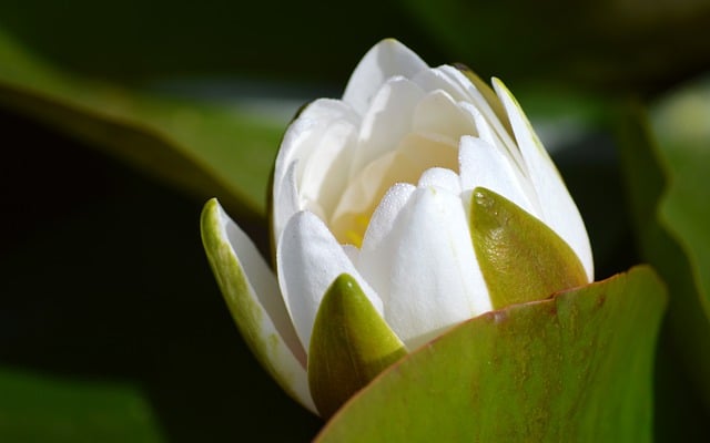 Free download flower white water lily plant free picture to be edited with GIMP free online image editor