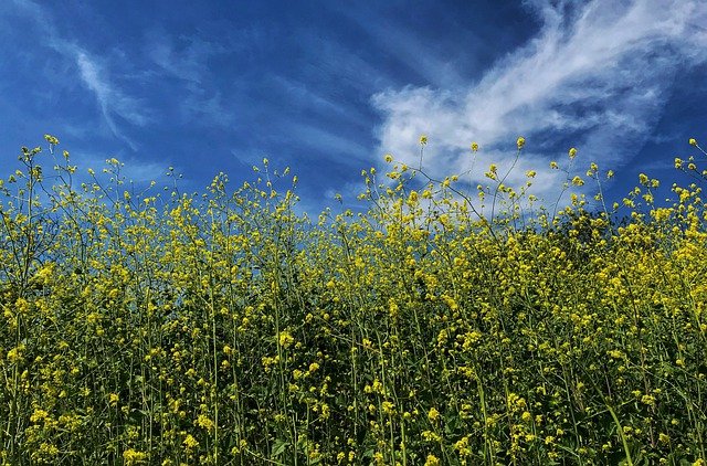 Free download flower wildflower mustard nature free picture to be edited with GIMP free online image editor