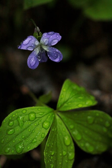 Free download flower wildflower raindrops violet free picture to be edited with GIMP free online image editor