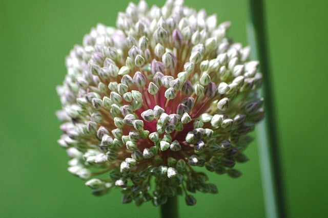 Free download flower wild leak allium ampeloprasum free picture to be edited with GIMP free online image editor