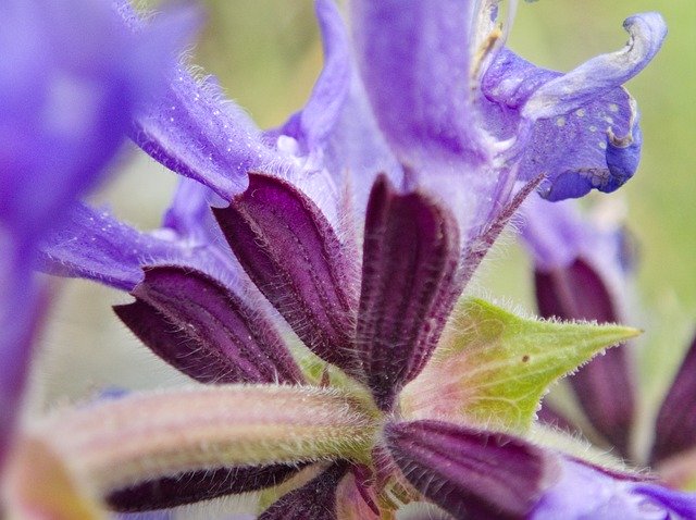 Free download Flower Wild Meadow Sage -  free photo or picture to be edited with GIMP online image editor