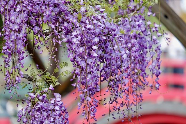 Free download Flower Wisteria Purple -  free photo or picture to be edited with GIMP online image editor