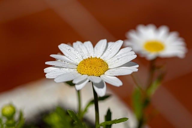 Free download flower yard planter nature free picture to be edited with GIMP free online image editor