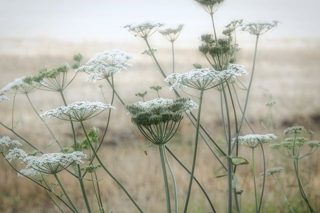 Free download flower yarrow nature blossom free picture to be edited with GIMP free online image editor