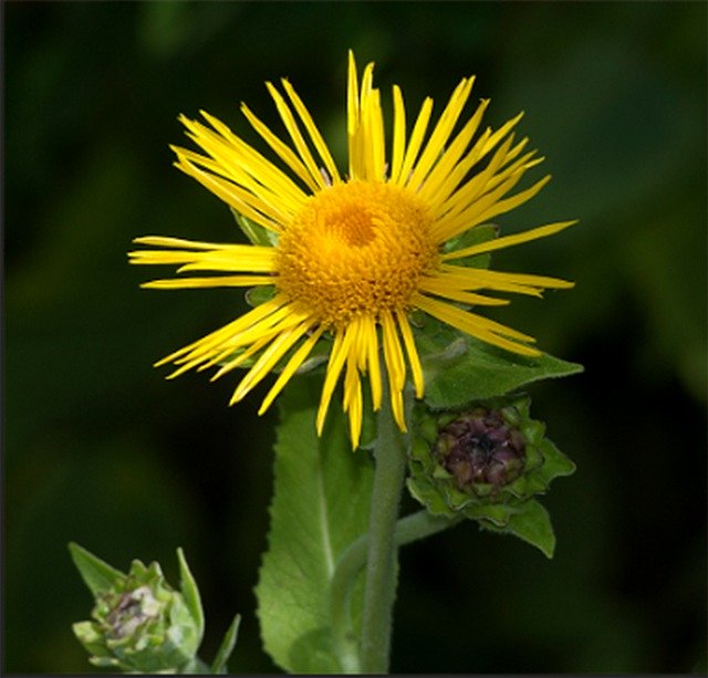 Free download Flower Yellow Dandelion -  free photo or picture to be edited with GIMP online image editor