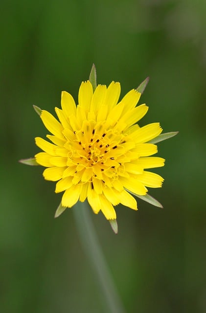 Free download flower yellow flower meadow flower free picture to be edited with GIMP free online image editor