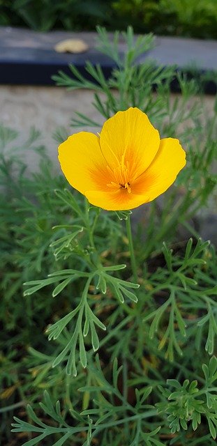 Скачать бесплатно Flower Yellow Plant Earth - бесплатное фото или изображение для редактирования с помощью онлайн-редактора изображений GIMP