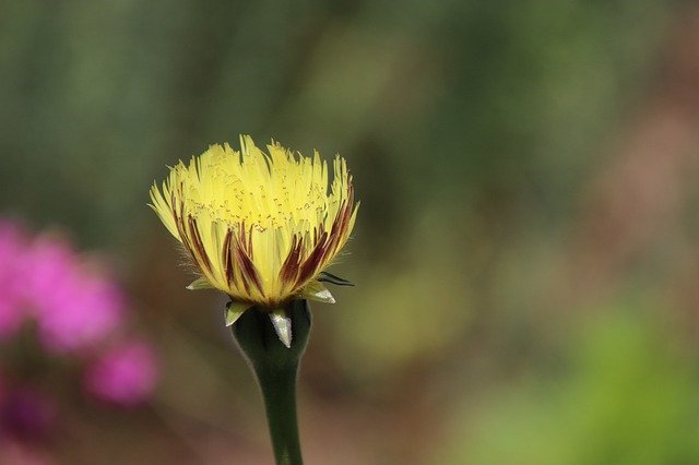 Free download Flower Yellow Plants -  free photo or picture to be edited with GIMP online image editor