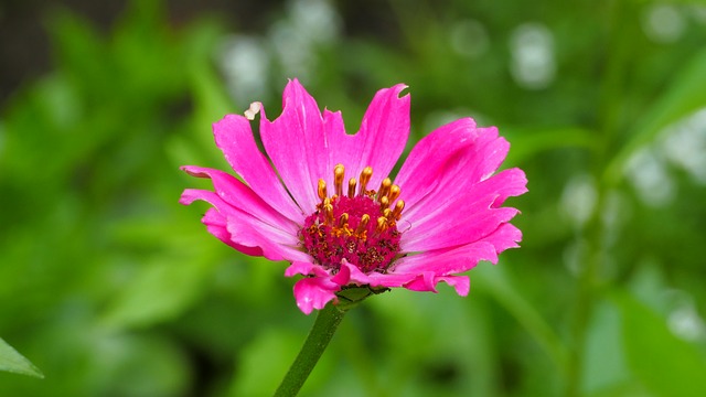 Free download Flower Zinnia Garden free photo template to be edited with GIMP online image editor