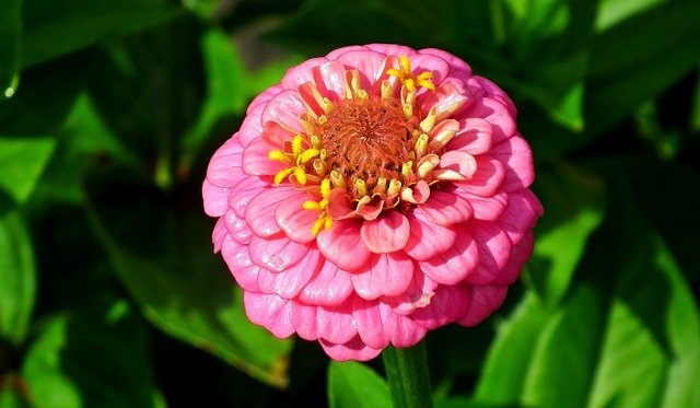 Free download Flower Zinnia Pink -  free photo or picture to be edited with GIMP online image editor