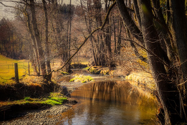 Free download flow stream trees forest nature free picture to be edited with GIMP free online image editor