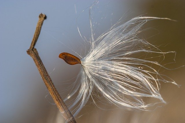 Free download Fluff Plant Nature -  free photo or picture to be edited with GIMP online image editor