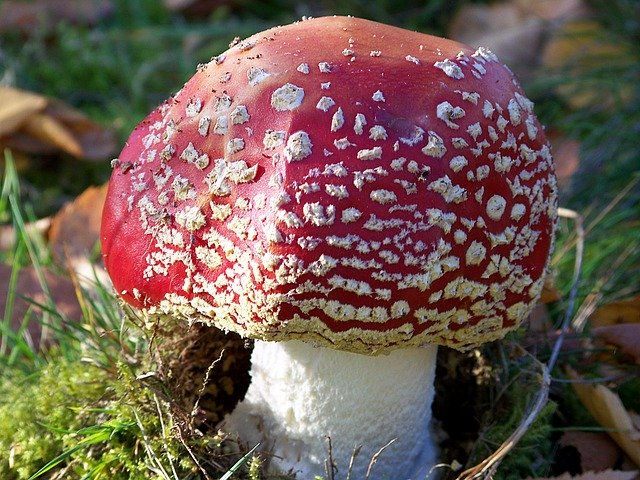 Free download Fly Agaric Agaricum Rotweiss Close -  free photo or picture to be edited with GIMP online image editor