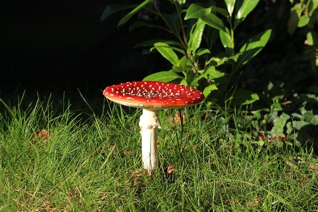 Free download Fly Agaric Garden In The -  free photo or picture to be edited with GIMP online image editor