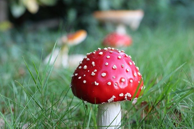 Free download Fly Agaric In The Grass Garden -  free photo or picture to be edited with GIMP online image editor