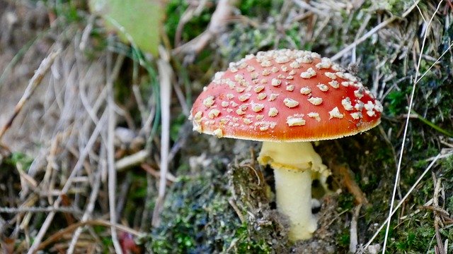 Free download Fly Agaric Mushroom Forest -  free free photo or picture to be edited with GIMP online image editor