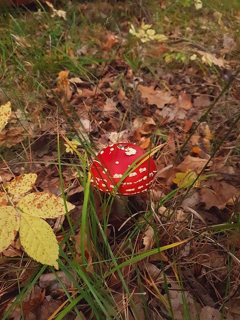 Free download Fly Agaric Mushroom Red -  free photo or picture to be edited with GIMP online image editor