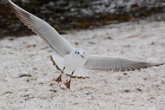 Free download fly bird nature snow winter free picture to be edited with GIMP free online image editor