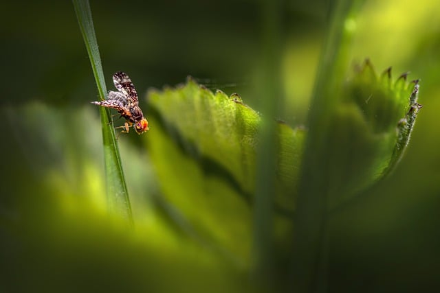 Free download fly bug insect macro estonia free picture to be edited with GIMP free online image editor