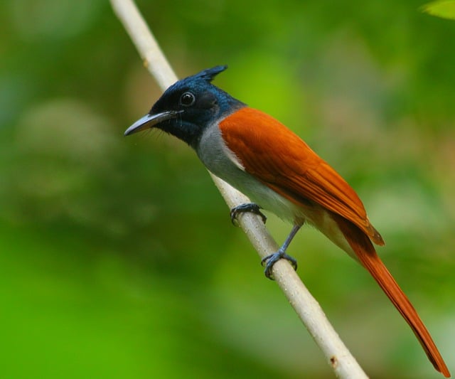 Free download flycatcher bird wildlife plumage free picture to be edited with GIMP free online image editor