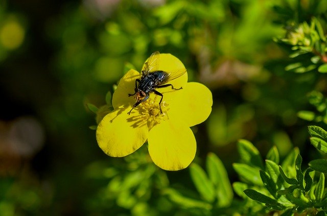 Free download Fly Flower Insect -  free photo or picture to be edited with GIMP online image editor