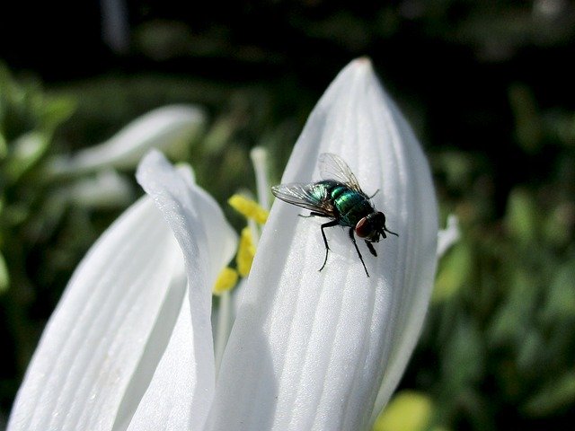 Free download Fly Flower Nature -  free photo or picture to be edited with GIMP online image editor