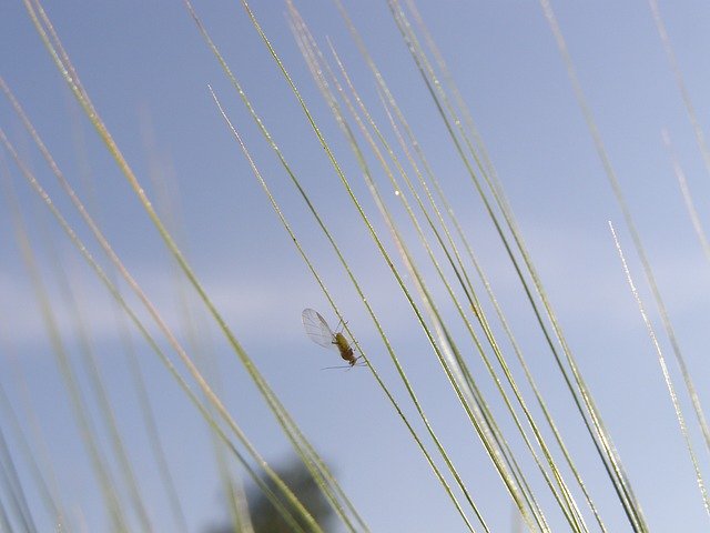 Free download Fly Grass Nature -  free photo or picture to be edited with GIMP online image editor